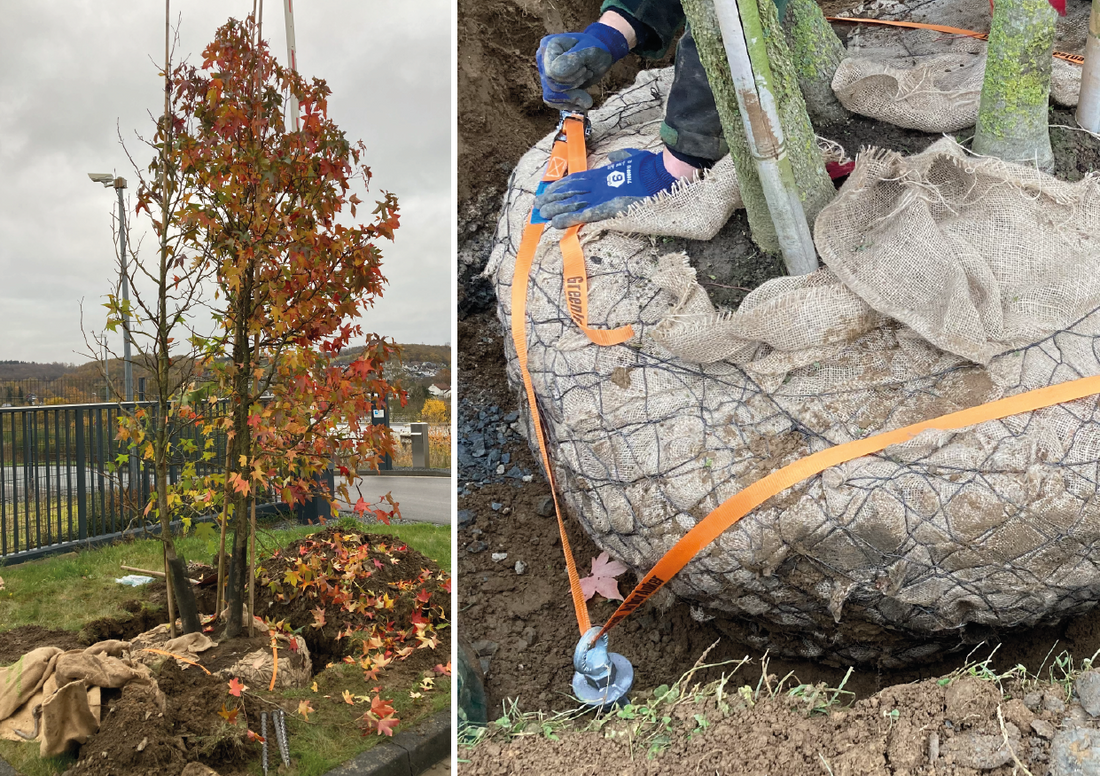 Baumverankerung mit SLOG-X Erdschrauben